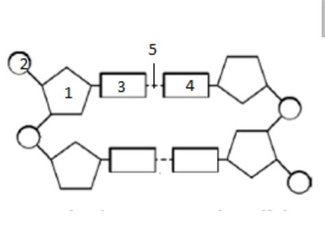 given is a schematic diagram of a portion of a DNA segment. Study the ...