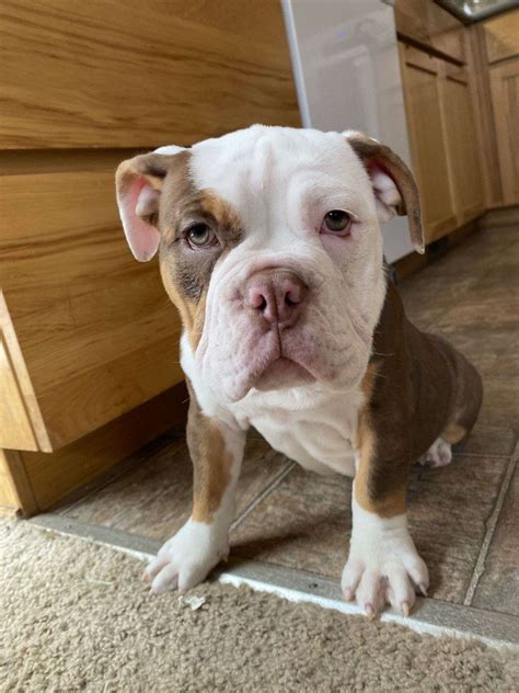 Olde English Bulldogge puppy