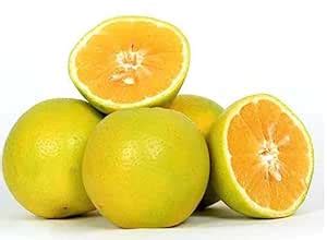 Oxiflora"Vietnam malta Mosambi All Time"Variety Grafted Fruit Live ...