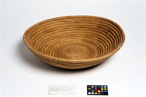 Sorghum bicolor (L.) Moench | Plants of the World Online | Kew Science