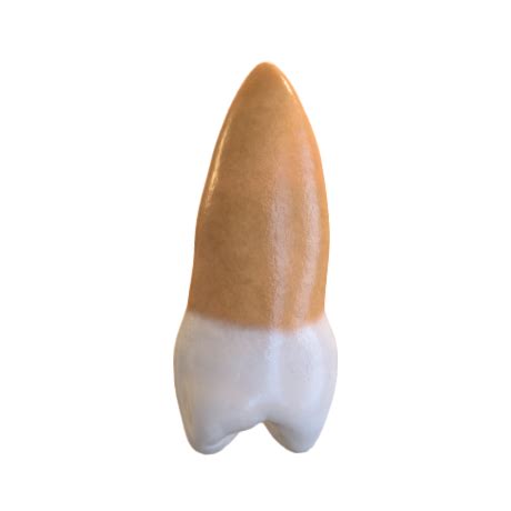 p3d.in - SEGUNDO PREMOLAR SUPERIOR 15