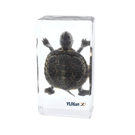 Cherish XT Real Marine Animal Trachemys scripta elegans India | Ubuy
