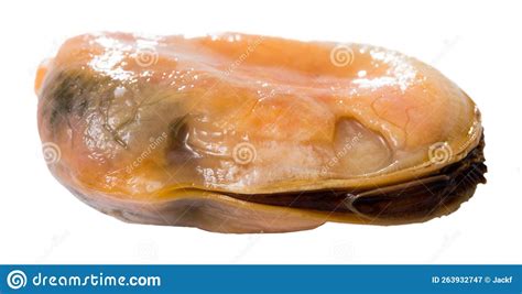 Image result for Lateral View Musselshell