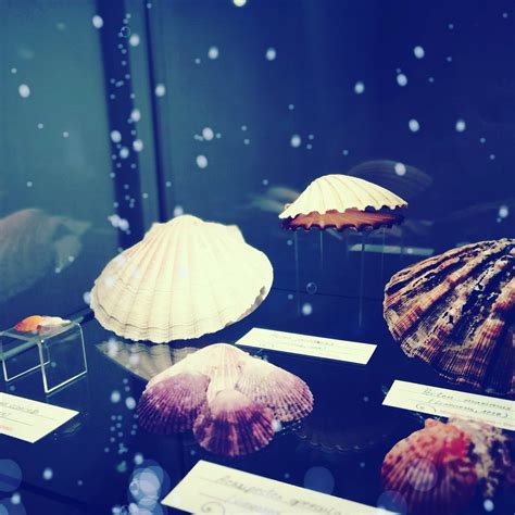 MALAKOLOŠKI MUZEJ (2026) All You Need to Know BEFORE You Go (with ...