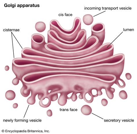 Golgi apparatus - Models, Protein, Movement | Britannica