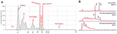 Modification of the Trizol Method for the Extraction of RNA from ...