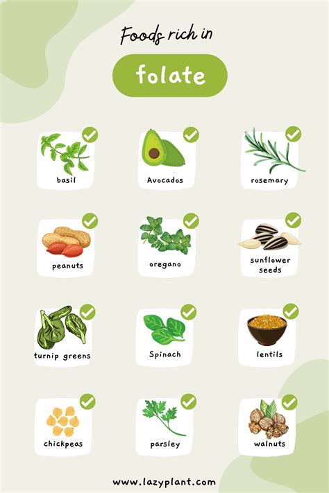 Image result for Folate Containing Foods