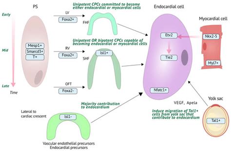 Endocardial Regulation of Cardiac Development