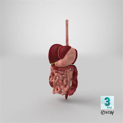 Image result for Digestive System 3D Model Tutorial