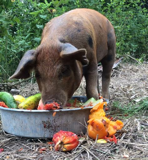 What do Pigs Eat? - The Seasonal Homestead