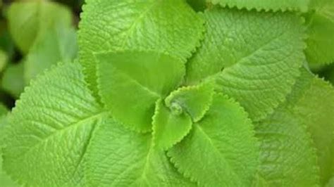 പനികൂര്‍ക്കയുടെ ഗുണങ്ങള്‍