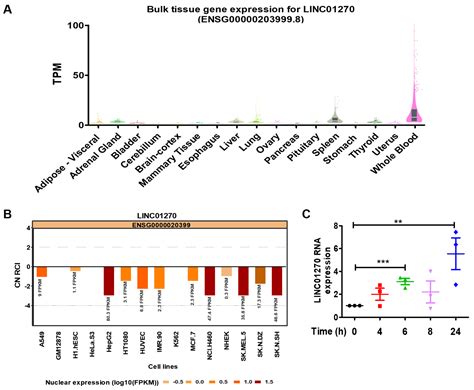LINC01270 Regulates the NF-κB-Mediated Pro-Inflammatory Response via ...