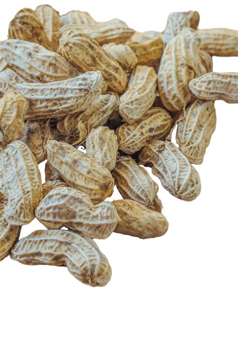 Peanuts Scattered On The Kitchen Floor Seed Plant Legume, Plant, Seed ...