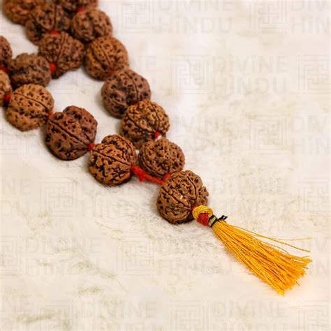 5 mukhi Rudraksha – Divine Hindu
