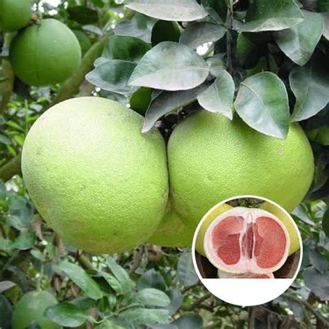 BISWAS PLANTS HOUSE` Thai Pomelo Citrus Maxima/Batabi Lebu Sweet Fruit ...