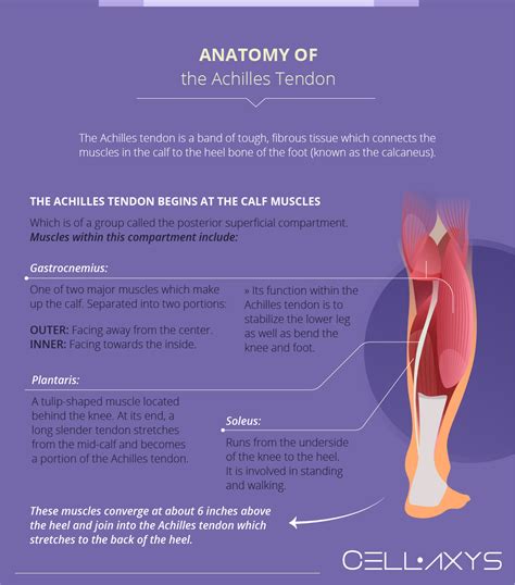 Torn Achilles Tendon Treatment – Achilles Tendon Rupture Surgery – ITVQ