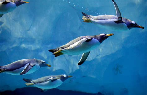 Emperor Penguin Swimming