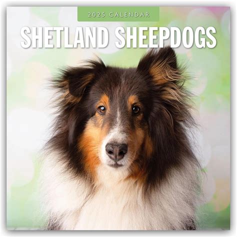 Buy Shetland Sheepdogs 2025 Square Wall Calendar Book Online at Low ...