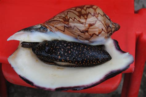 Image result for Shell Seafood