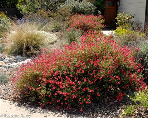 Autumn sage + cvs - Waterwise Garden Planner