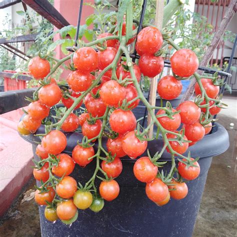 NooElec Seeds India All Season Tomato Roma VF Organic Non-GMO Seeds ...
