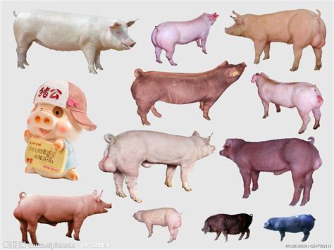 称猪神器：育肥猪、种猪双向智能称重系统 - 猪好多网