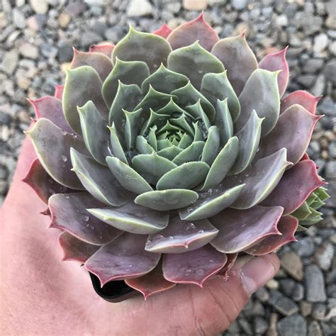 Plants 50100 Mixed Succulent Sempervivum Lilac Time Rare Succulents ...