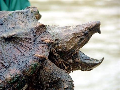 Image result for Alligator Snapping Turtle Underwater