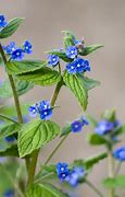 Image result for Blue Wild Spring Flowers