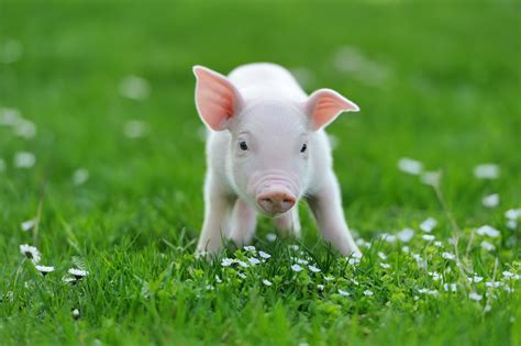 The Do’s and Don’ts of Keeping a Baby Pig as a Pet - MyStart