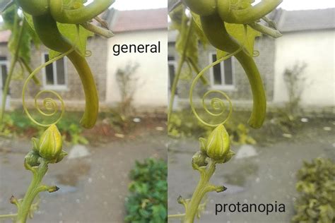 Image result for Protanopia Simulator