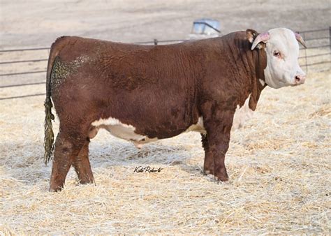 Hereford cattle - L BAR W CATTLE COMPANY in Absarokee