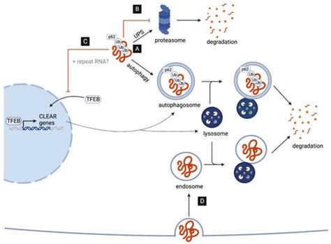 ALS’ Perfect Storm: C9orf72-Associated Toxic Dipeptide Repeats as ...