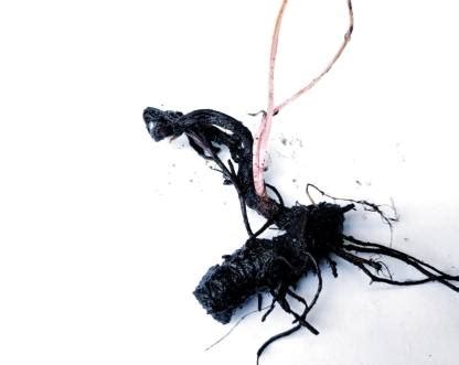 Satisfying KALI HALDI, black turmeric, Nalla Pasupu, Curcuma caesia ...