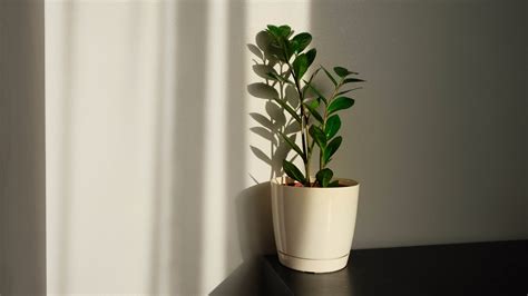 Can Plants Live In The Dark Or Do They Need Sunlight