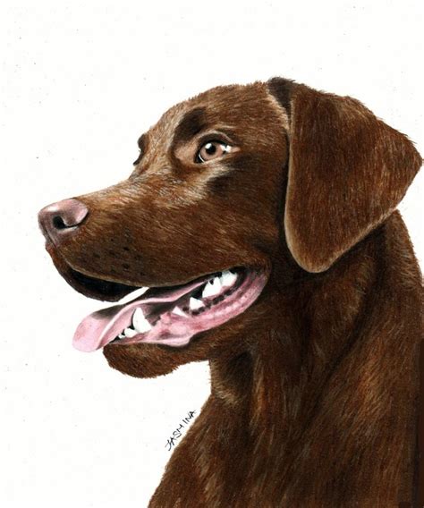 Image result for Drawing Tutorial Labrador