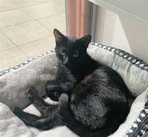 Massena Humane Society | Adopt Don't Shop