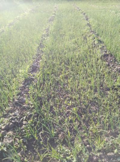 Grassroots Innovation Database [GRID] | Improving the productivity in onion