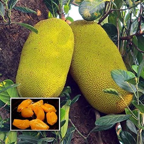 Athidhi Garden Jackfruit (Thenvarikka, Budded) Live Healthy Fruit Plant ...
