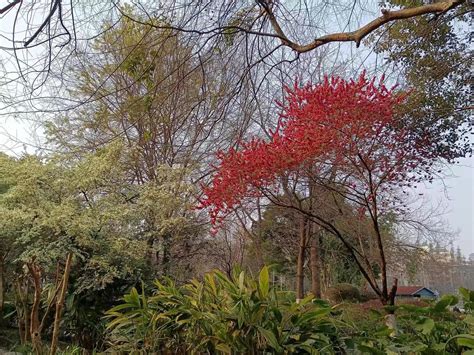 Splittable 的图像结果