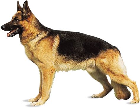 Image result for German Shepherd Dogs