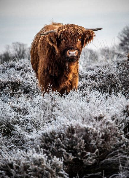 Highland Cattle by Durk-jan Veenstra on canvas, poster, wallpaper and more