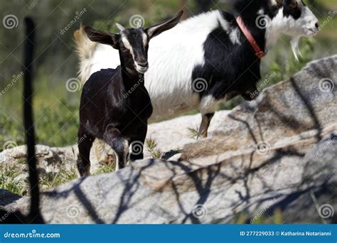 Farm Animal Series - Baby Goat - Alpine Goat - Sundgau - Capra Aegagrus ...
