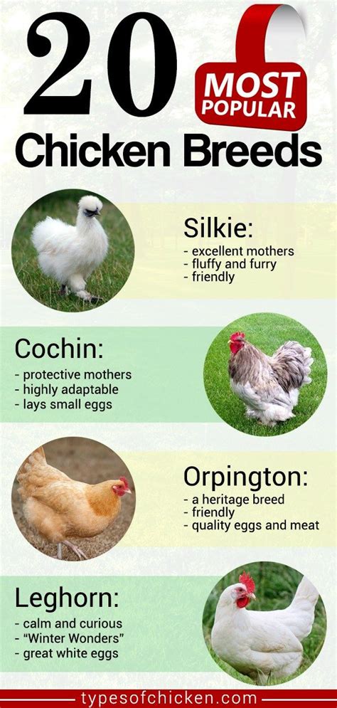 Image result for Chicken Fried Tutorial