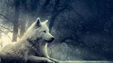 White Wolf Wallpaper 1920x1080 by White Wolf Wallpapers Wallpaper Cave White Wolf Wallpaper 1920x1080