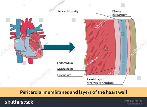 Parietal layers serous membrane : 11 images, photos et images vectorielles de stock | Shutterstock