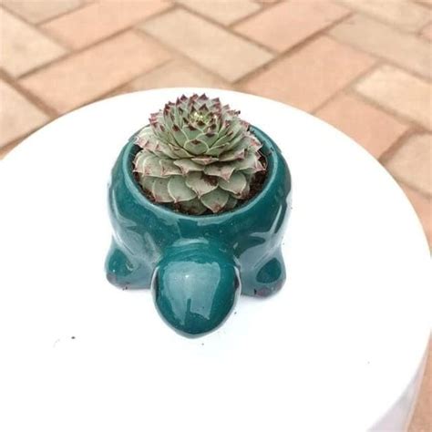 Kamal Succulent in 2 Inch Plant Natural Miniature Live Garden Home ...