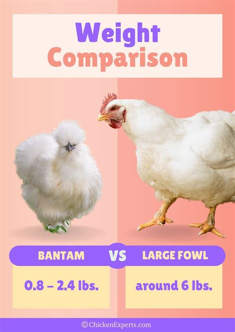 Standard vs. Bantam Chickens (chickens forum at permies)