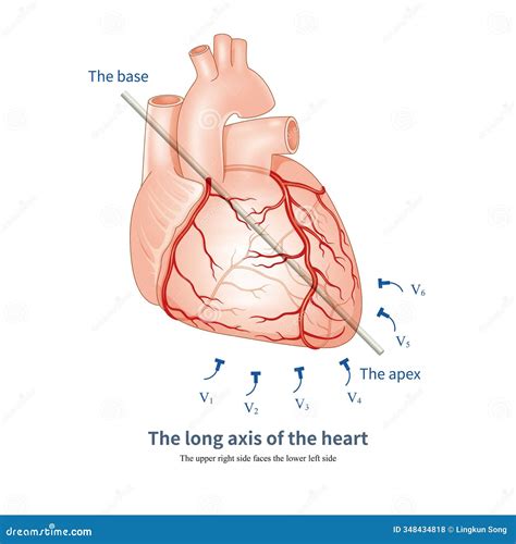 The long axis of the heart stock photo. Image of electrocardiography - 348434818