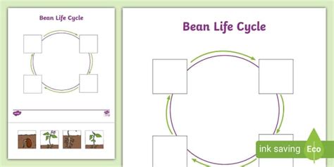 Bean Life Cycle Cut and Stick Activity (teacher made)